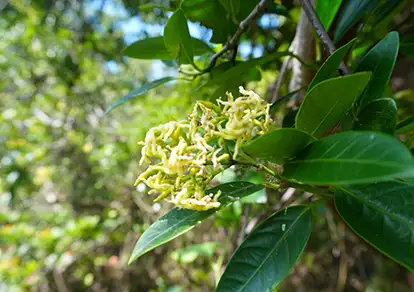 260419sakakikazura
