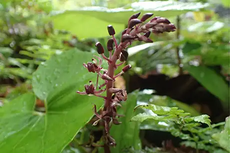 2605061shimasasabaran