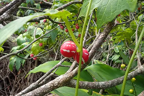 2610041okinawasuzumeuri