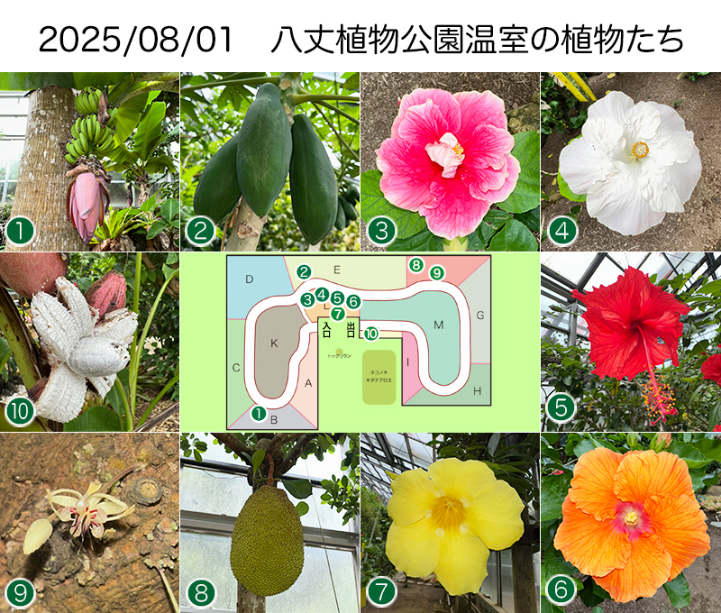 Twitter＆HP用250801