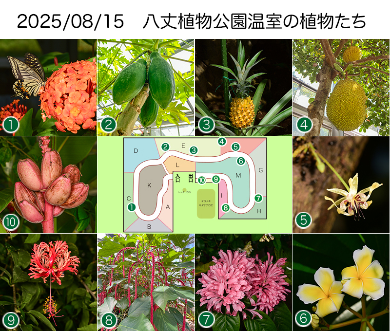 Twitter＆HP用250815