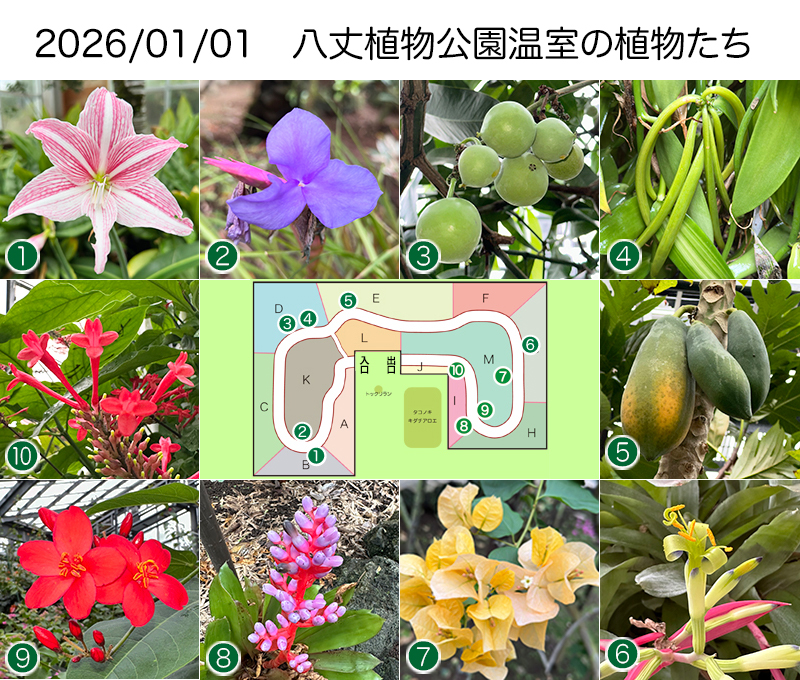 Twitter＆HP用260101