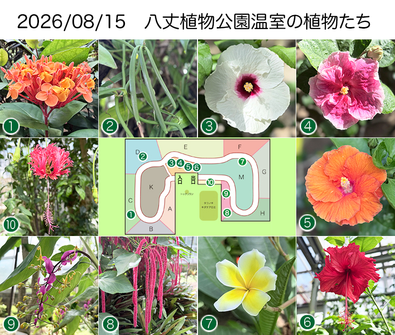 Twitter＆HP用260815