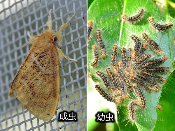 チャドクガの写真