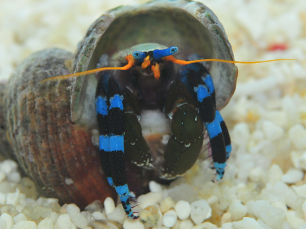 ユビワサンゴヤドカリの写真