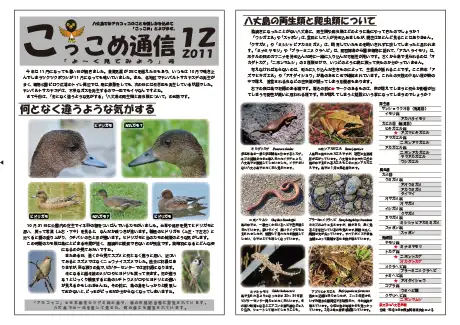kokkome1112_1