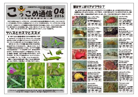 kokkome1604_1