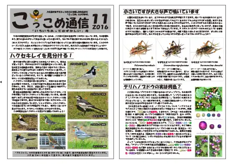 kokkome1611_1