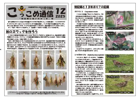 kokkome2512_1