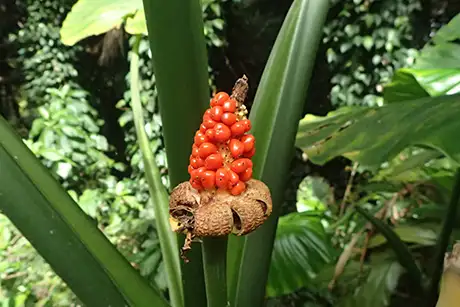 kuwazuimo