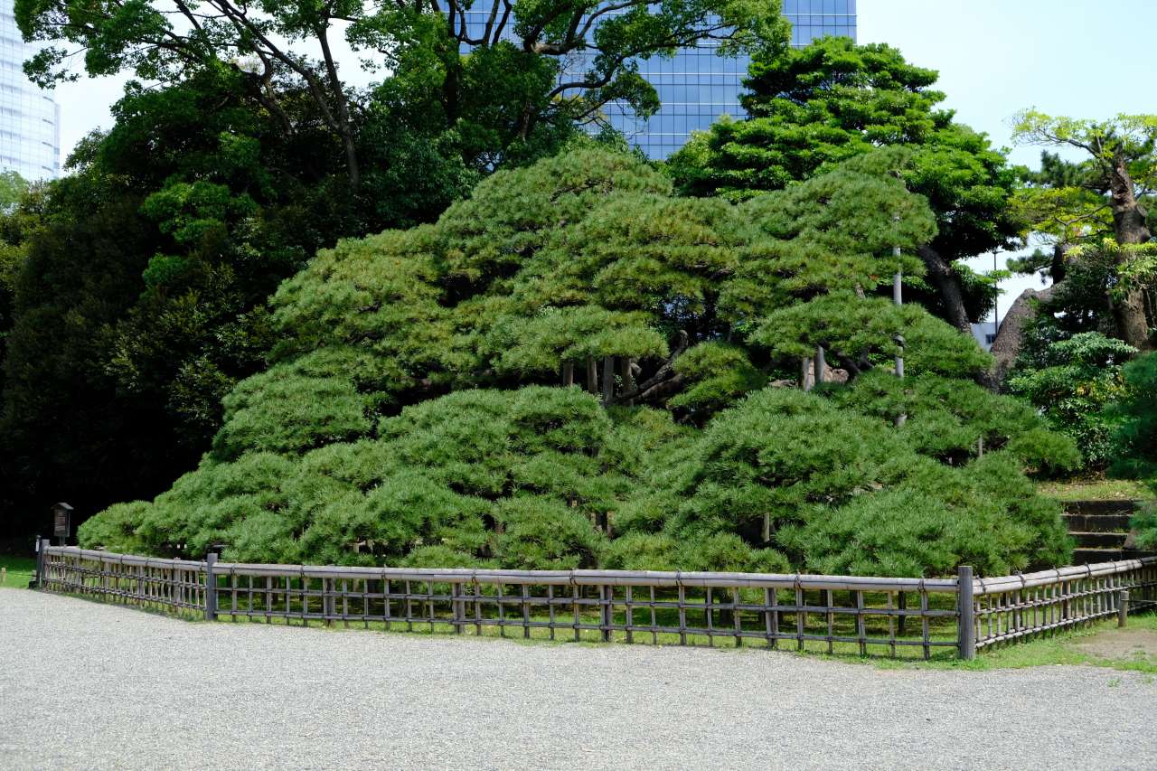 【浜離宮恩賜庭園】三百年の松 (1)