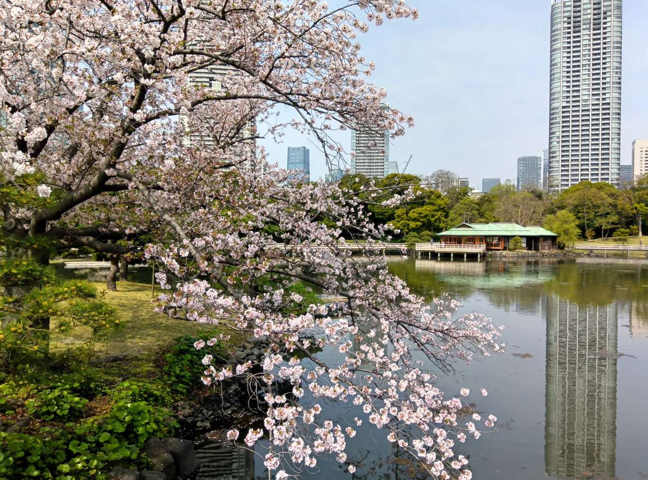 浜離宮恩賜庭園250410ソメイヨシノ（中の橋） (3)