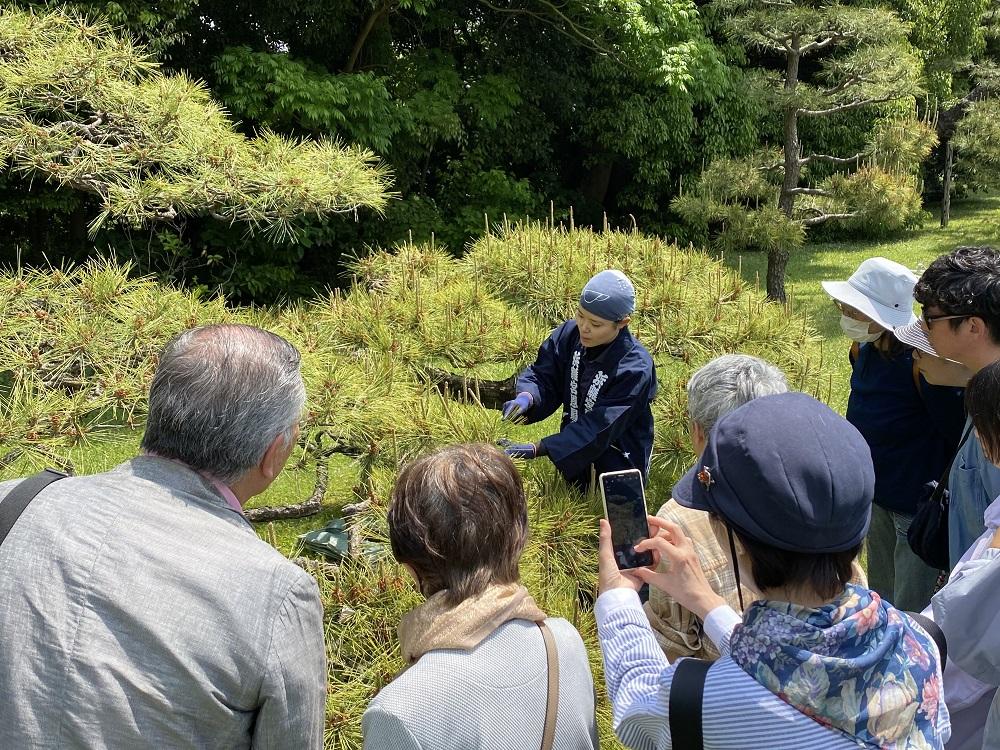浜離宮恩賜庭園250505伝統技能見学会「松のミドリ摘み」 (14)