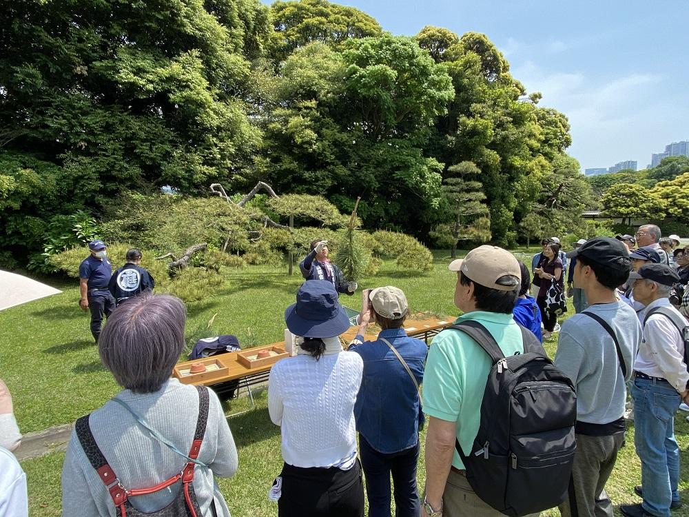 浜離宮恩賜庭園250505伝統技能見学会「松のミドリ摘み」 (7)