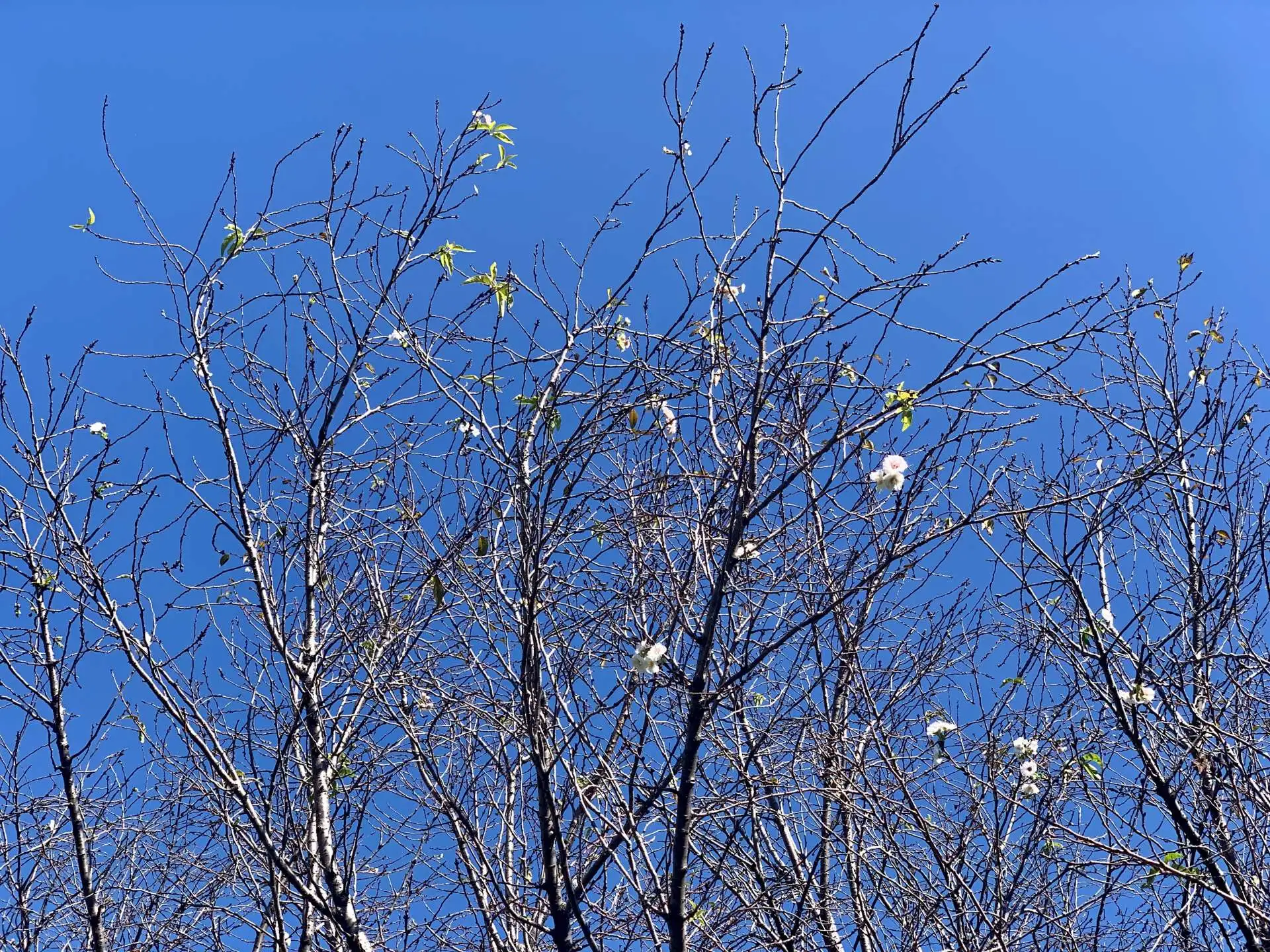 【令和5年10月17日】開花情報_02