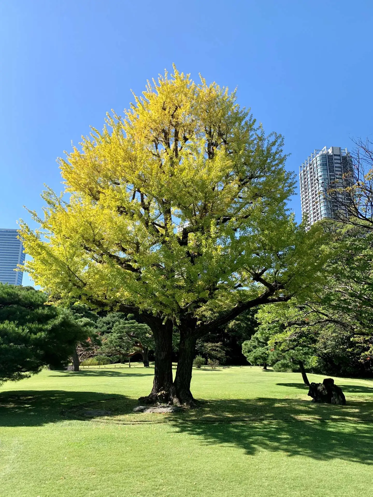 【令和5年10月17日】開花情報_05
