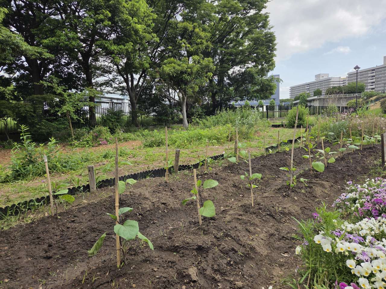ナス植付完了