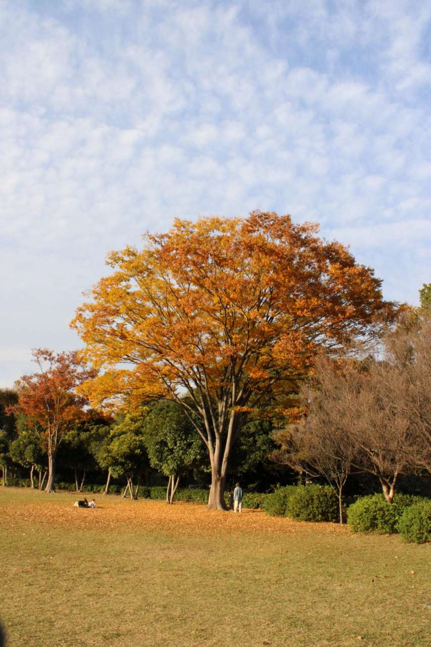 東村山中央公園251116園内風景（紅葉）008