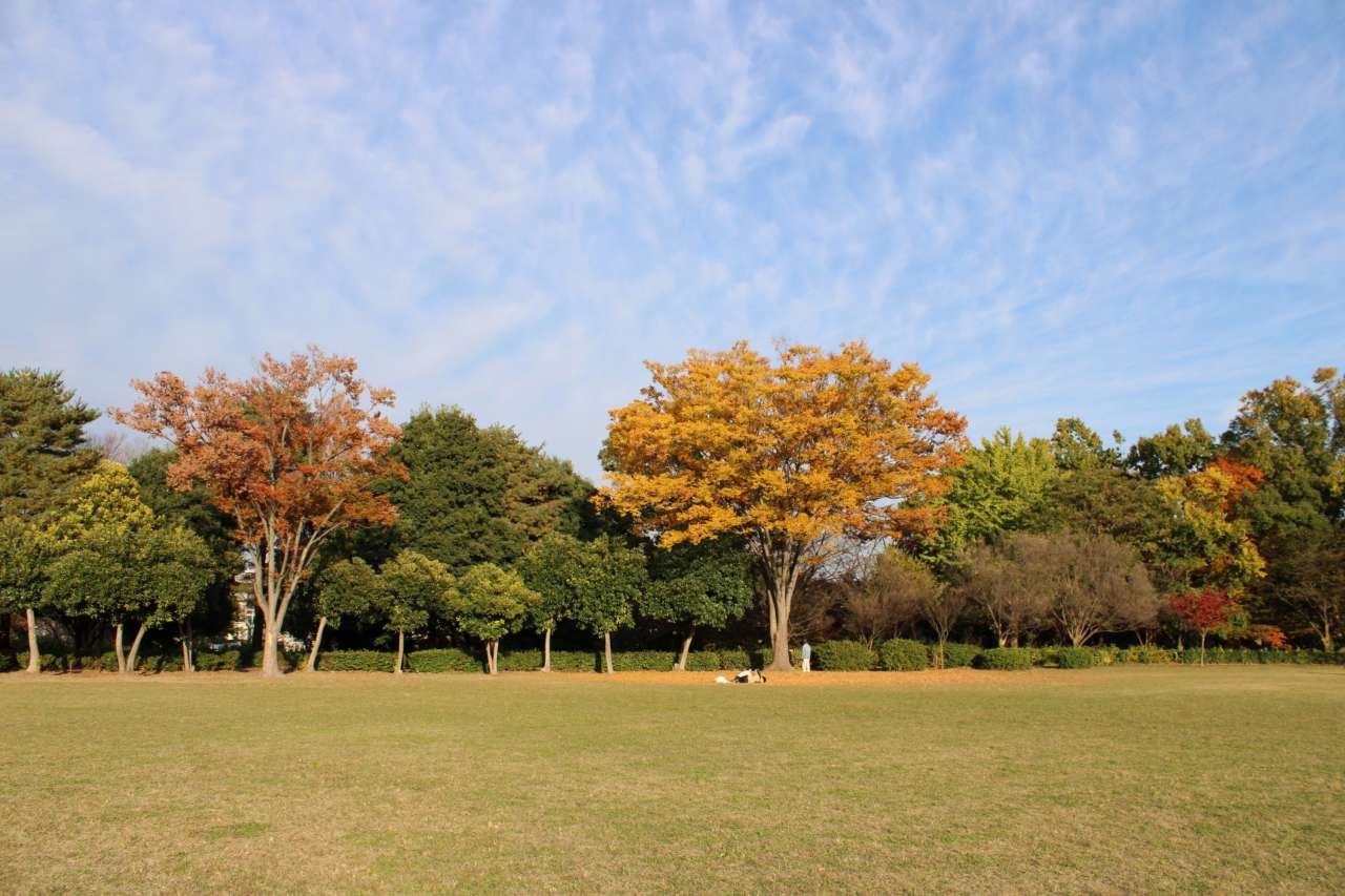 東村山中央公園251116園内風景（紅葉）010