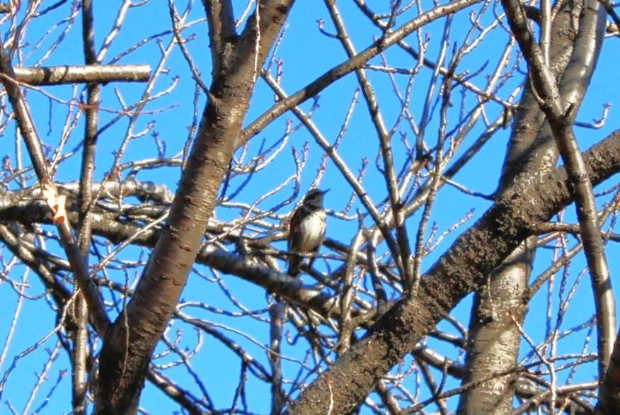 東村山中央公園26010野鳥観察会128