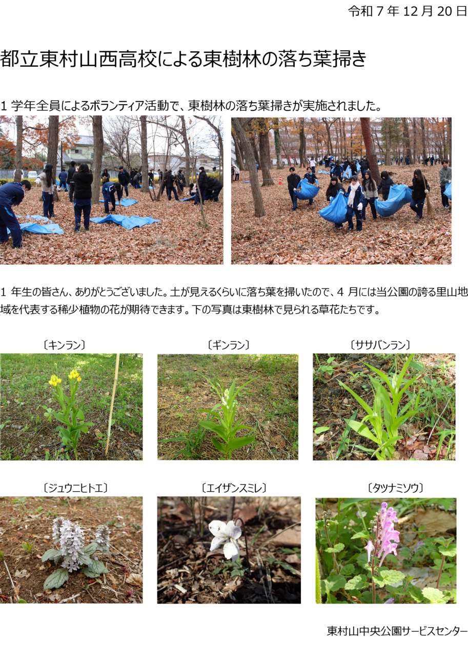 都立東村山西高校による東樹林の落ち葉掃き