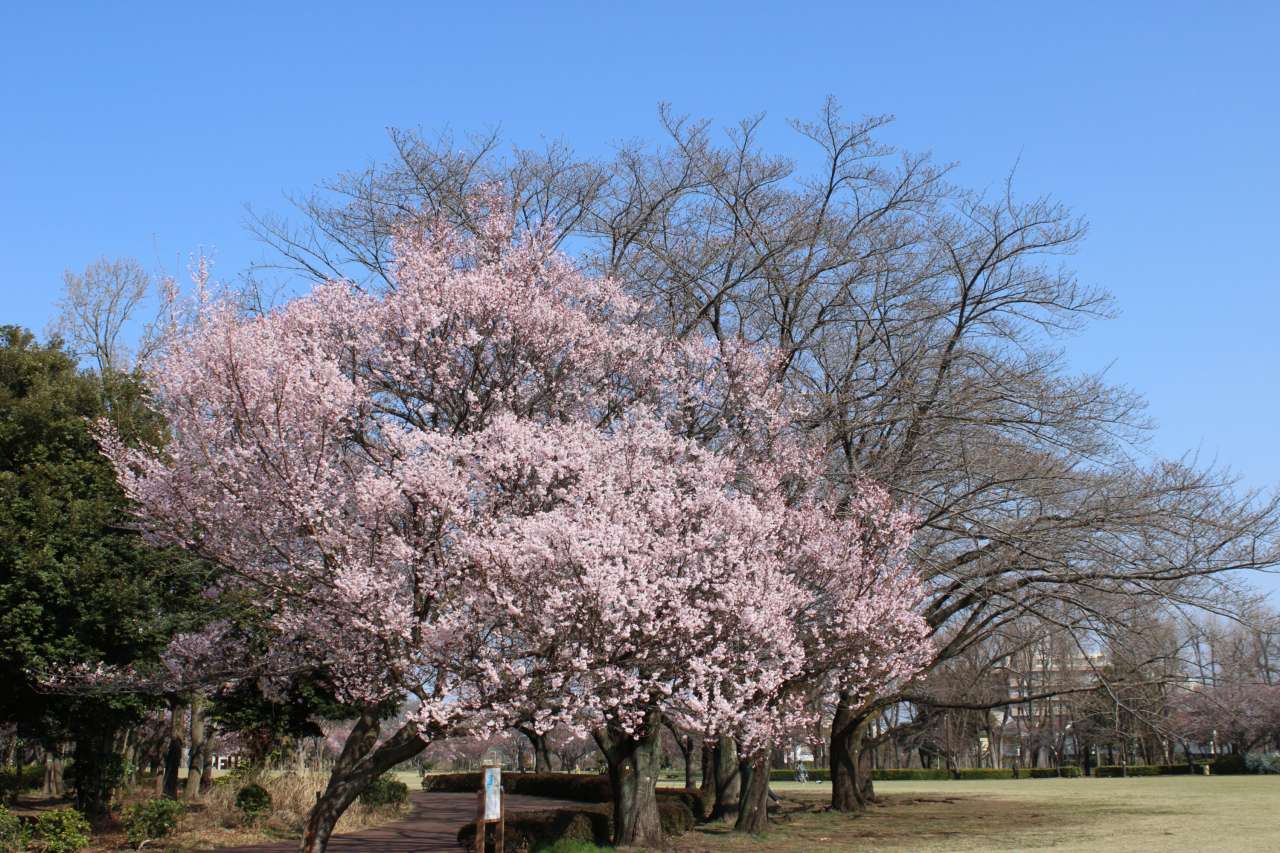 260322サクラ開花状況1