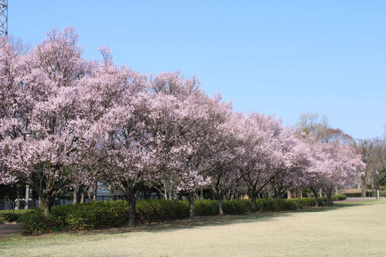 260322サクラ開花状況2