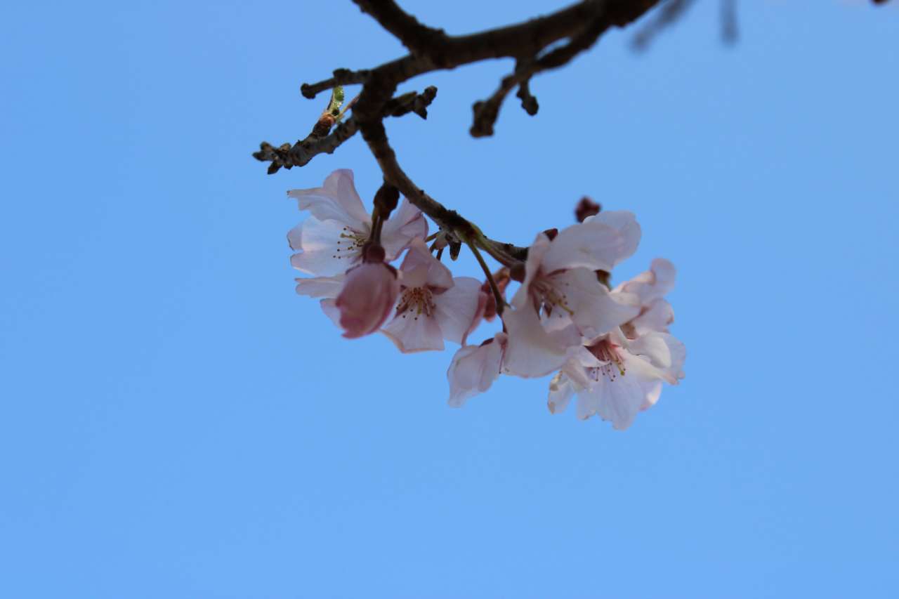 260322サクラ開花状況3
