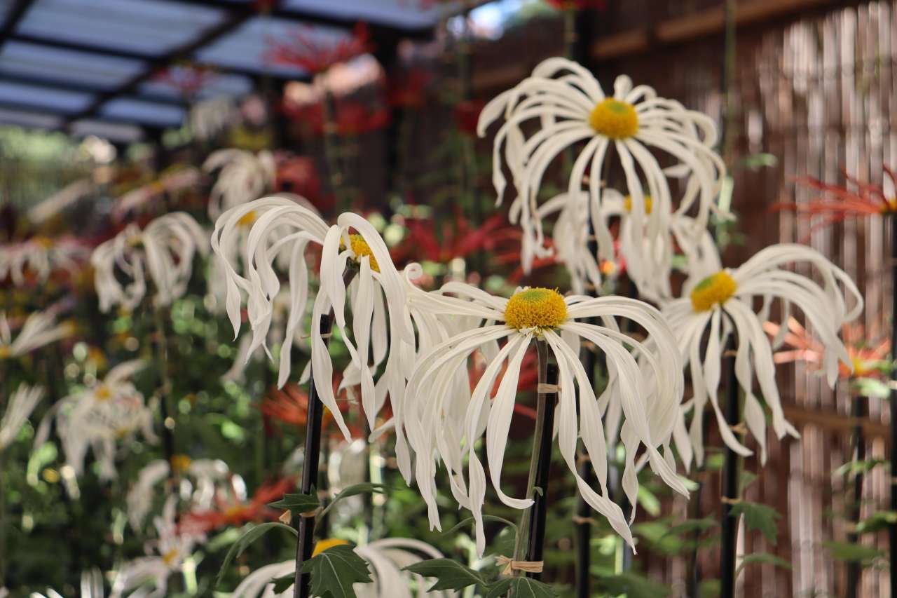 肥後菊２