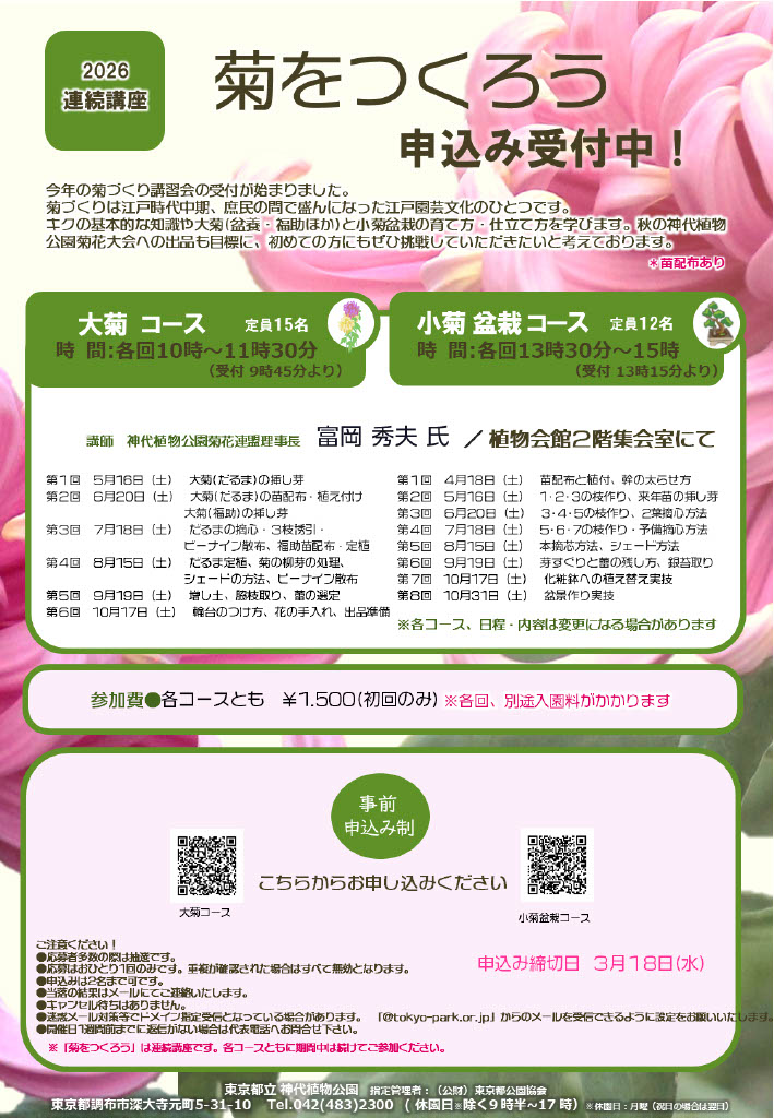 Chrysanthemums’ info