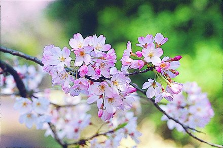 神代曙（ジンダイアケボノ）の画像