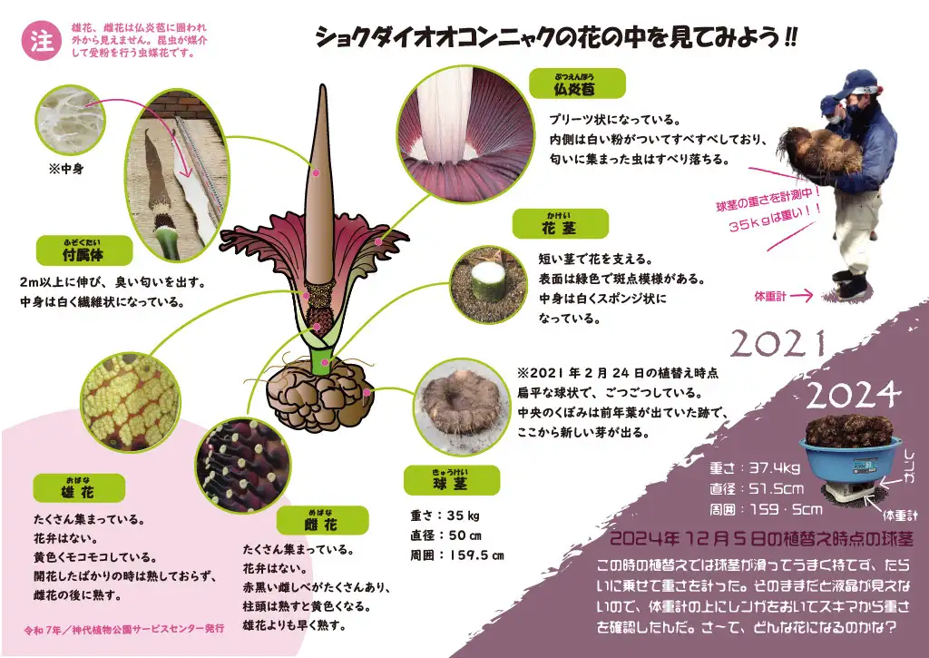 syokudaiookonnyaku2