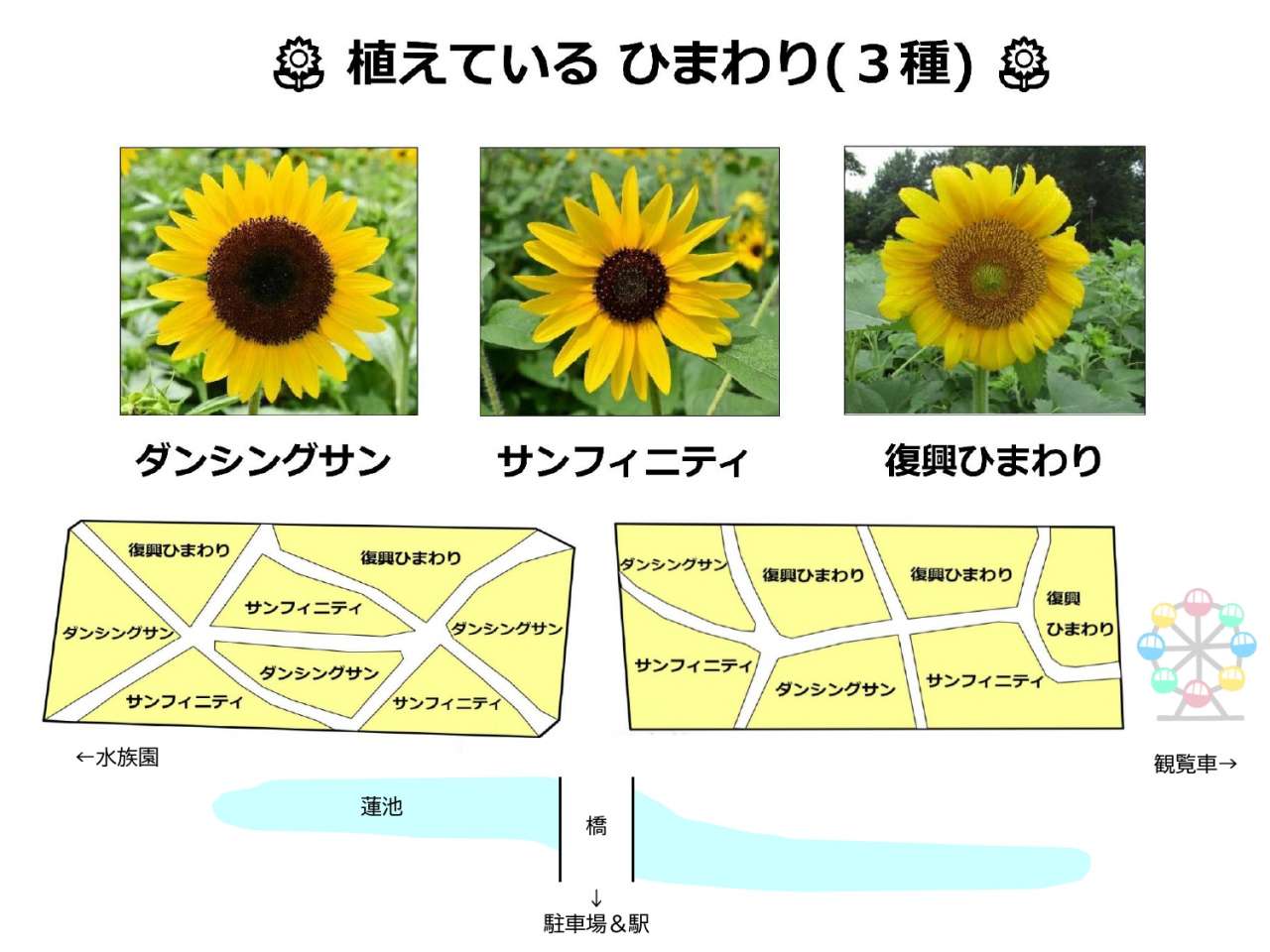 ヒマワリマップ