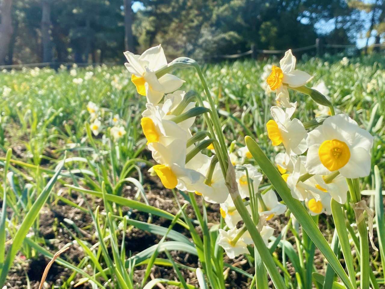 葛西臨海公園20250114スイセン (3)