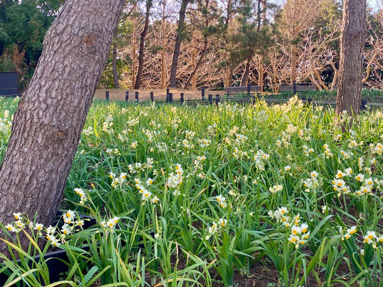 葛西臨海公園20250123スイセン(3)