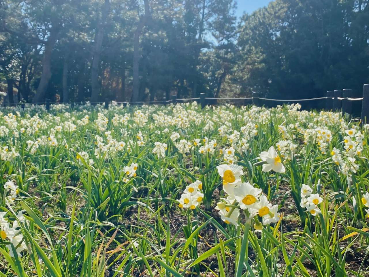 葛西臨海公園20250129スイセン