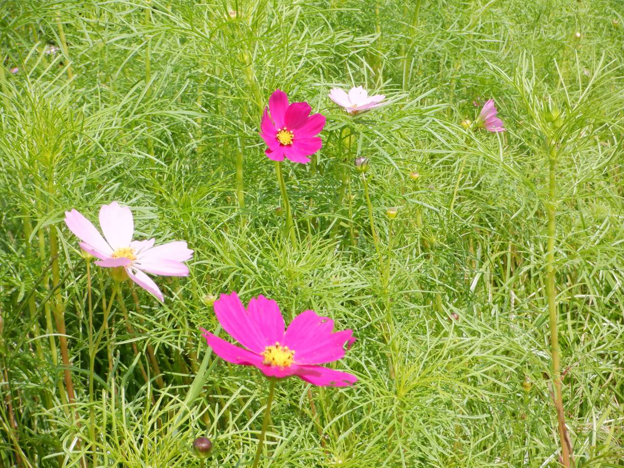 葛西臨海公園241027コスモス (3)