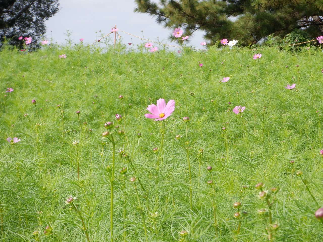 葛西臨海公園241027コスモス (7)