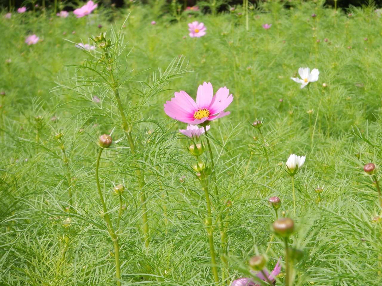 葛西臨海公園241027コスモス (8)