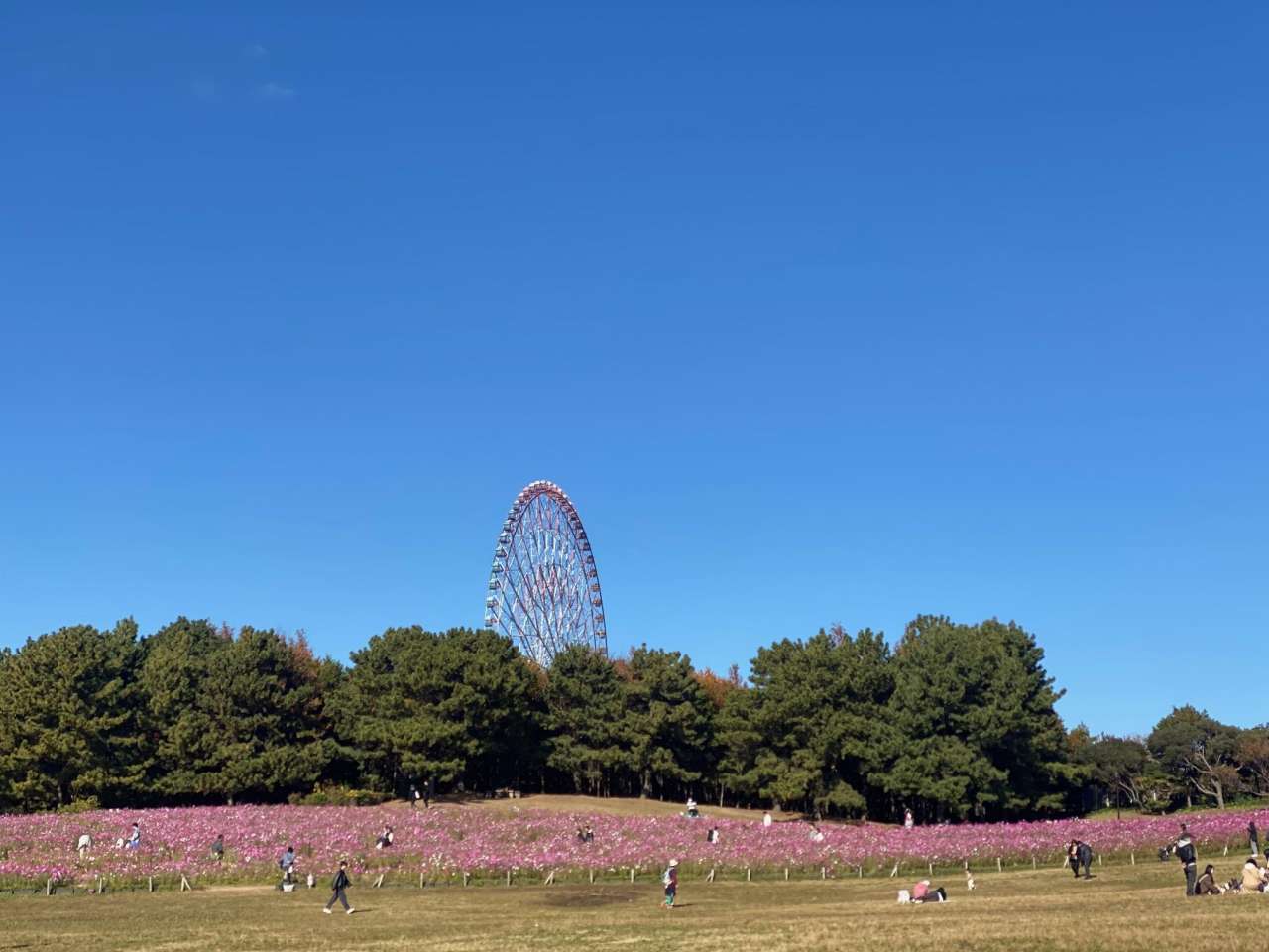 葛西臨海公園241207コスモス2