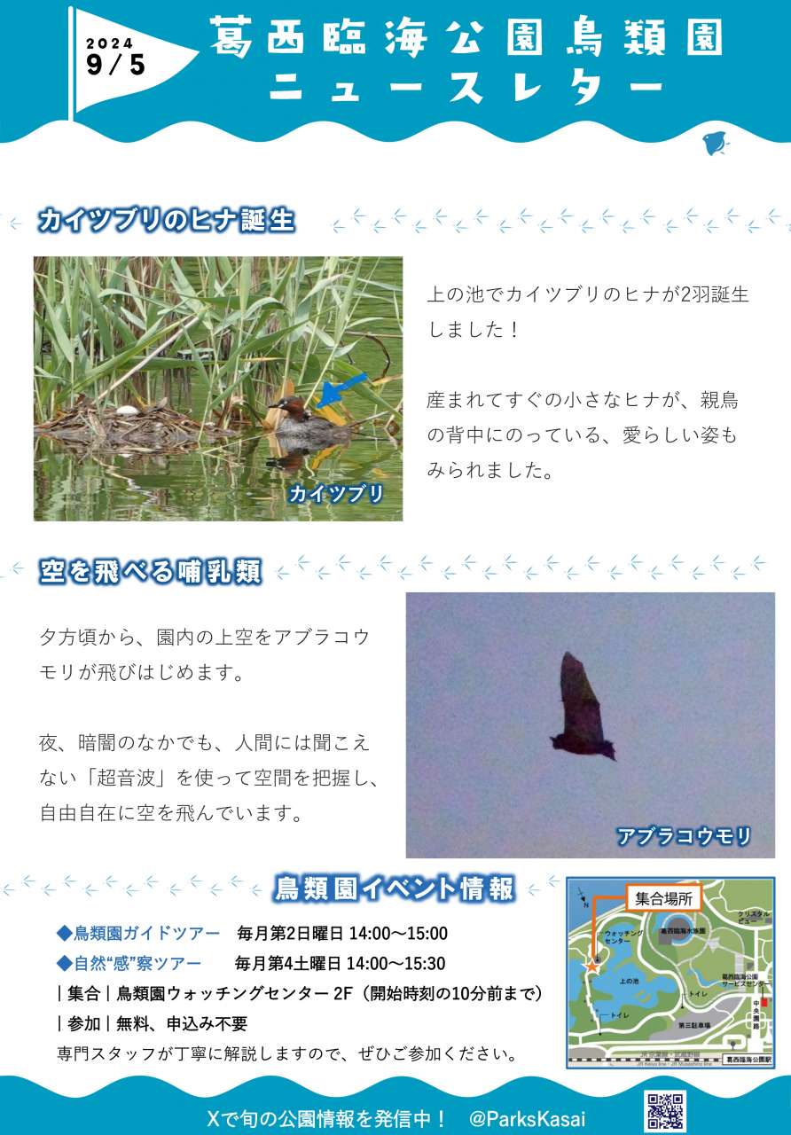 240905鳥類園ニュースレター