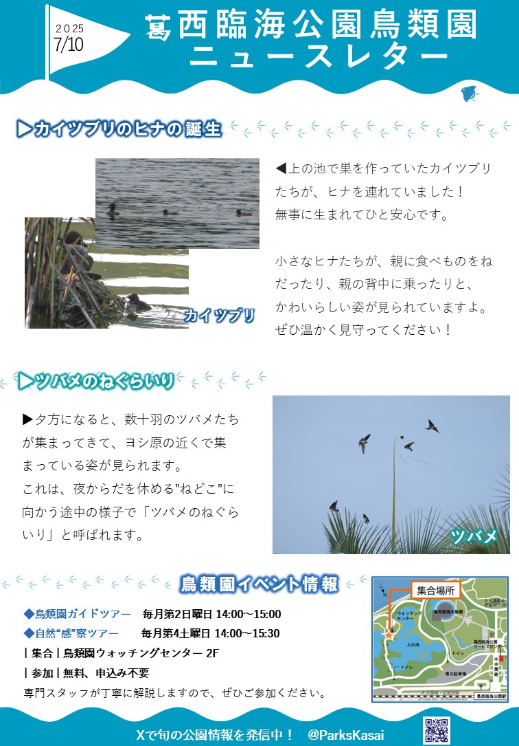 鳥類園ニュースレター7/10号 カイツブリのヒナとツバメのねぐらいり
