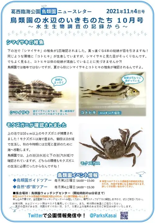 211104鳥類園ニュースレター（魚類調査）_05