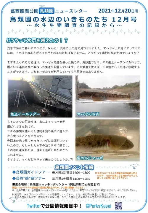 211220鳥類園ニュースレター（魚類調査）_05
