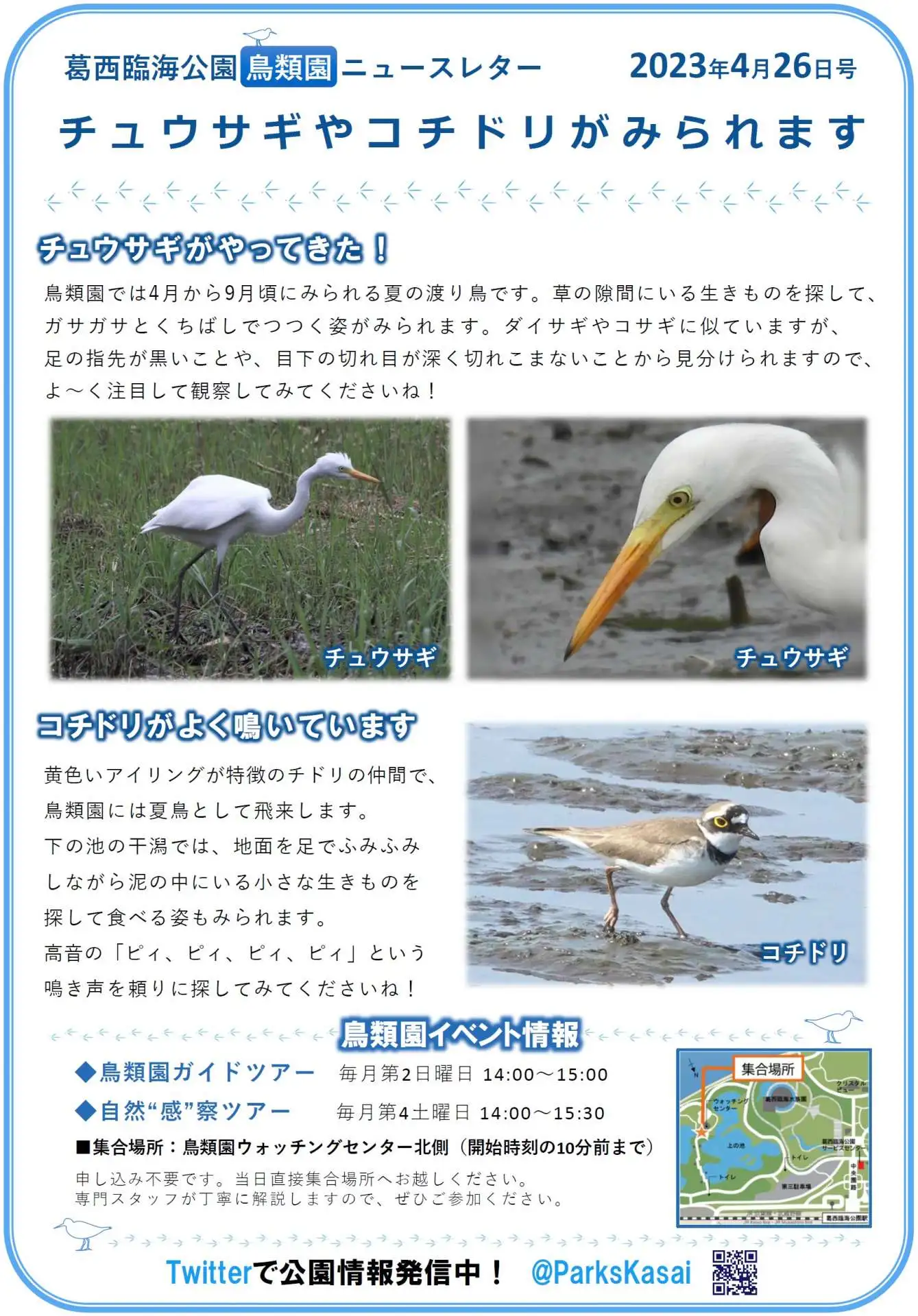 葛西臨海公園　鳥類園ニュースレター　2023年4月26日号_05