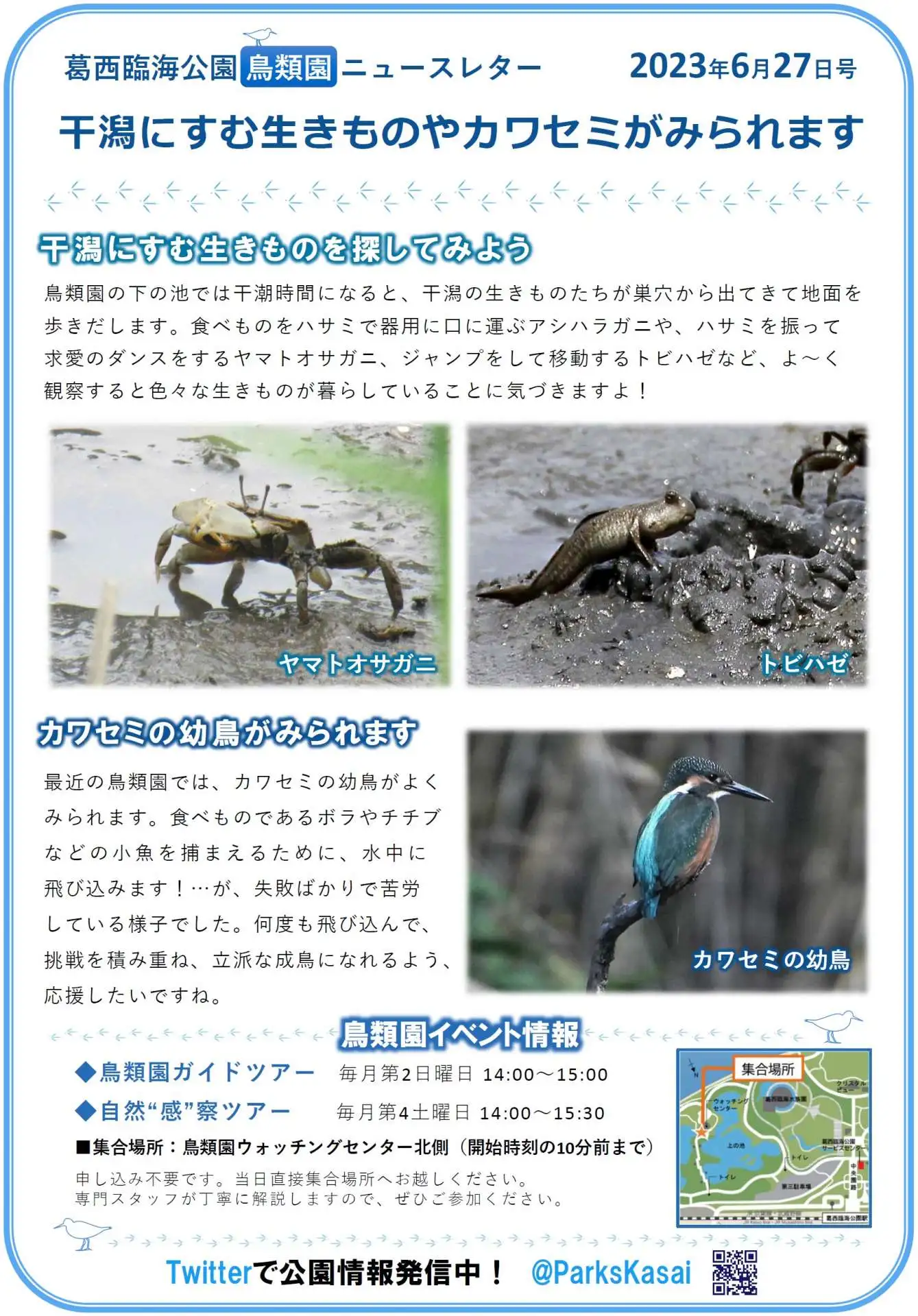 葛西臨海公園　鳥類園ニュースレター　2023年6月27日号_05