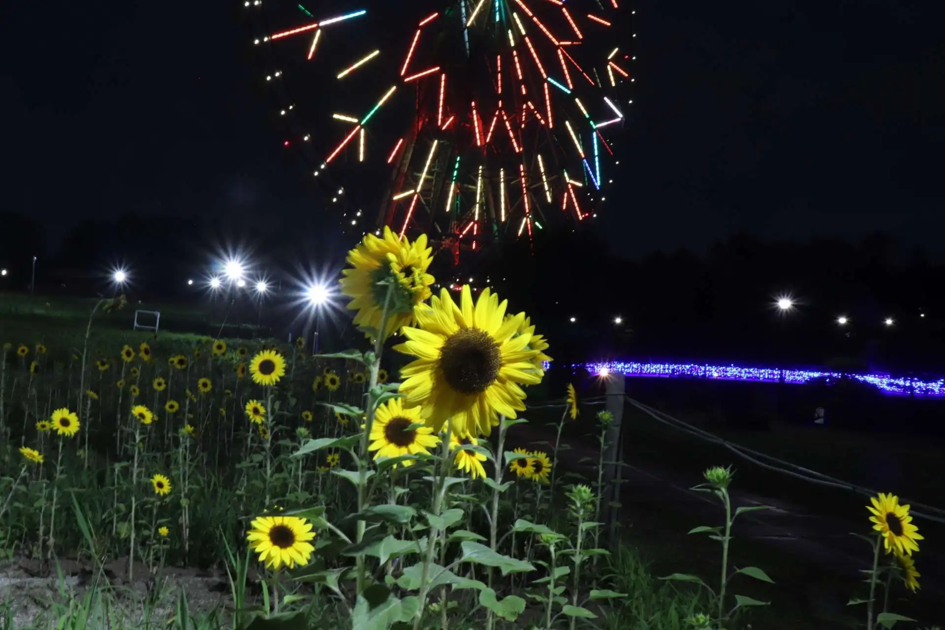 花と光のムーブメント 開催中です！ 7/14～8/13_04