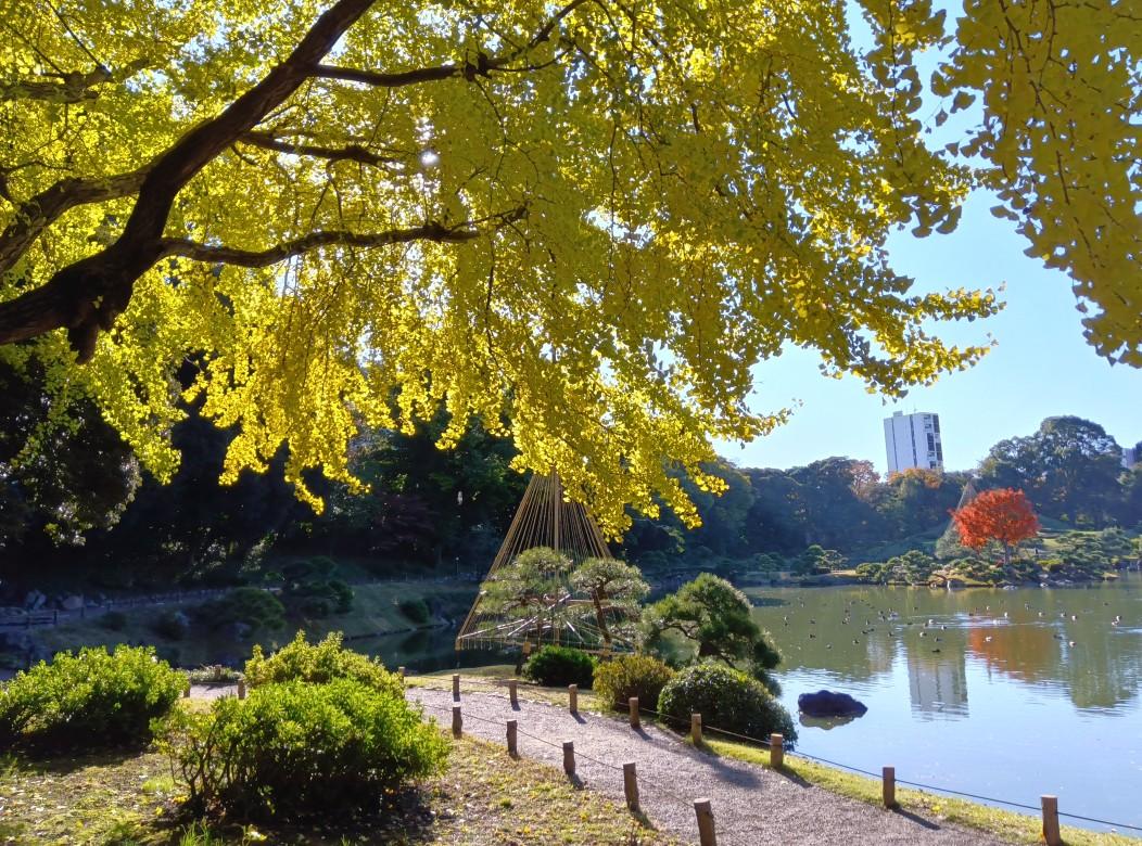 清澄庭園241128イチョウ黄葉 (6)