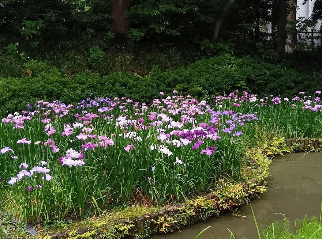 清澄庭園250609ハナショウブ (8)