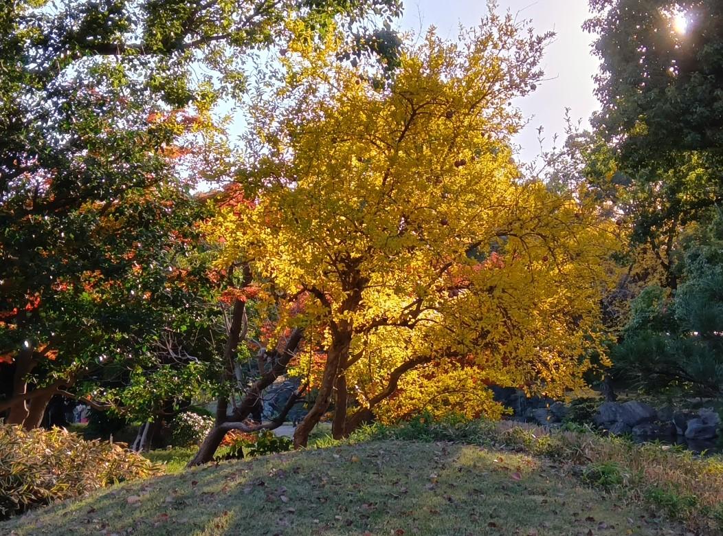 清澄庭園251201ザクロ (1)